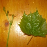 Zašto se listovi grožđa uvijaju, šta učiniti